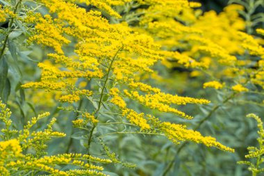 Solidago canadensis Canada goldenrod yellow flowers  clipart
