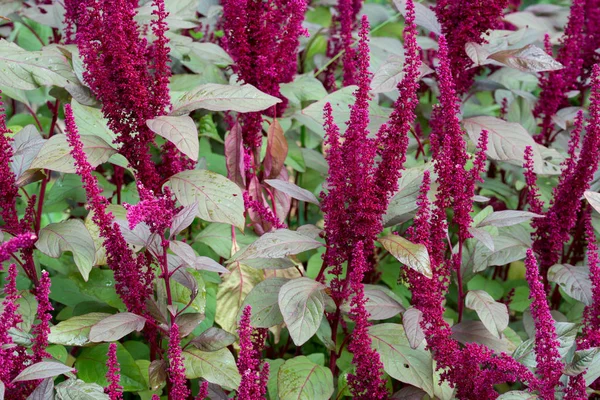 Amaranthus cruentus, amaranth flowers — Stock Photo, Image