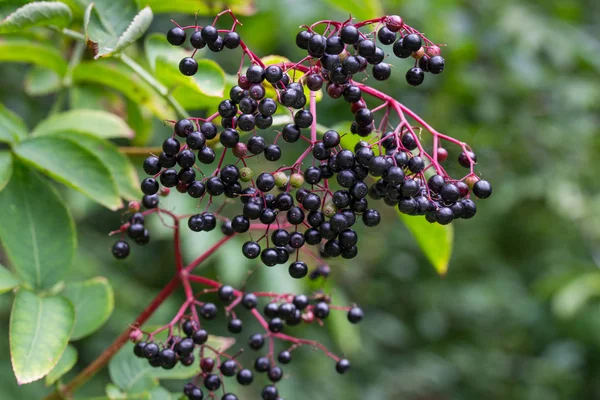 Sambucus nigra, Vlierbes, zwarte ouderling bessen op twig close-up — Stockfoto