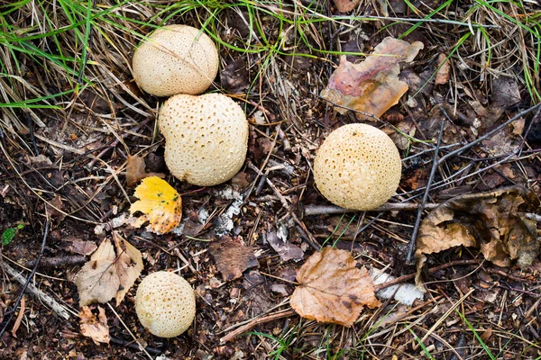 Esclerodermia citrino, bola de tierra común, globo venenoso de piel de cerdo — Foto de Stock