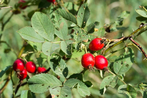 Wild rose berries on twig — Stock Photo, Image