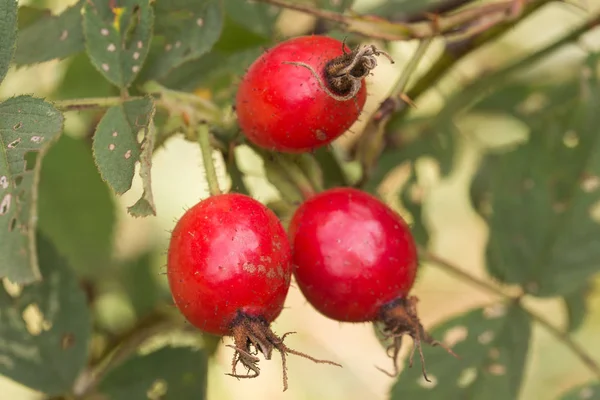 Wild rose berries on twig — Stock Photo, Image