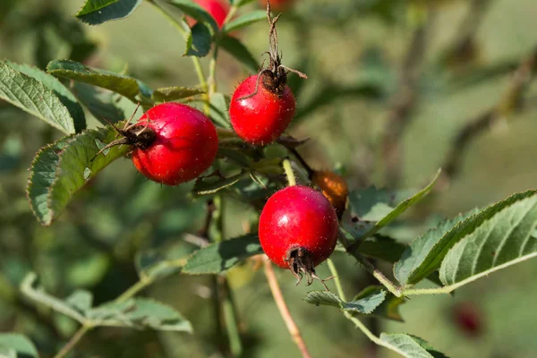 Wild rose berries on twig — Stock Photo, Image