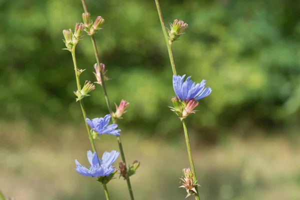 Achicoria común flores azules — Foto de Stock