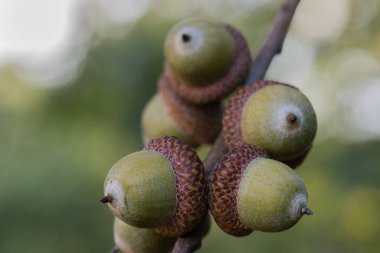 kırmızı meşe meşe palamudu, dal üzerinde quercus rubra
