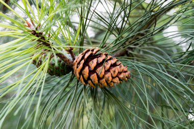 Pinus ponderosa, ponderosa çam, boğa çamı, blackjack çam konisi