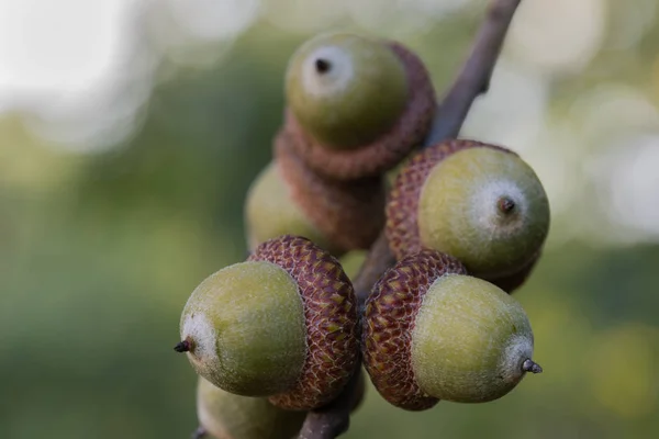 Glands de chêne rouge, quercus rubra sur rameau — Photo