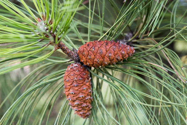 Pinus ponderosa,  ponderosa pine, bull pine, blackjack pine cone Royalty Free Stock Images