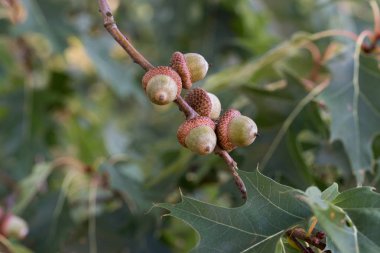 kırmızı meşe meşe palamudu, dal üzerinde quercus rubra