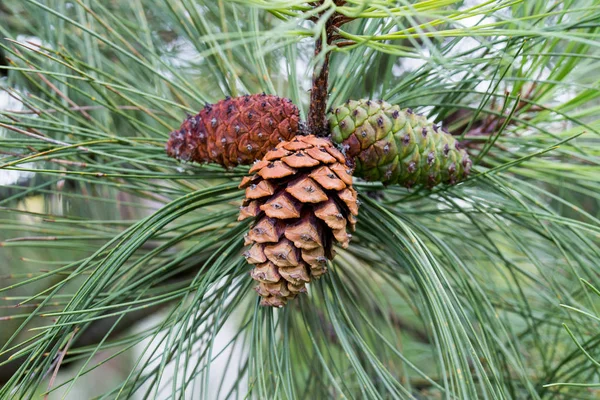 Pinus Ponderosa, Ponderosa fenyő, bika fenyő, blackjack fenyő kúp — Stock Fotó