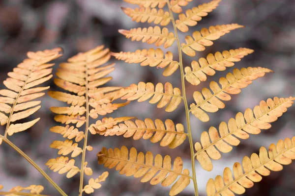 Oranje herfst Fern verlaat close-up — Stockfoto