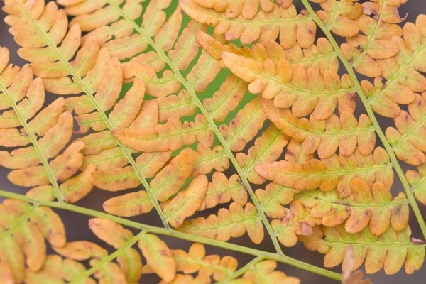 Orange höst ormbunke löv närbild — Stockfoto