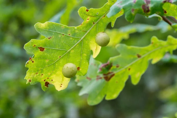 Agallas Hojas Roble Verde Primer Plano —  Fotos de Stock