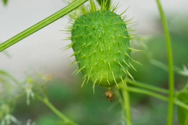 エキノシスティスロバタ、野生のキュウリの果実 — ストック写真