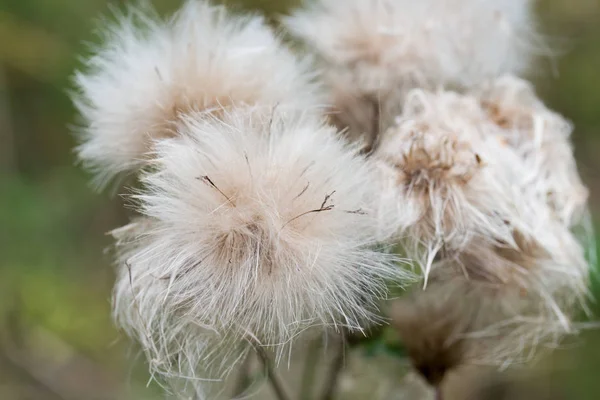 Testa di fiore di cardo con semi soffici — Foto Stock