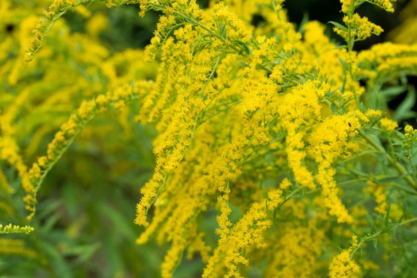 Solidago canadensis Canadá goldenrod flores amarillas — Foto de Stock