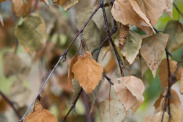 Naranja otoño roble hojas primer plano — Foto de Stock