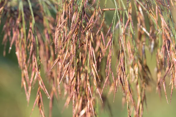 Phragmites australis cabeça de semente de junco — Fotografia de Stock