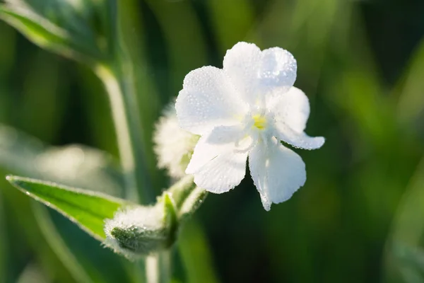 Silene Latfolia, білий табір квітка макро — стокове фото