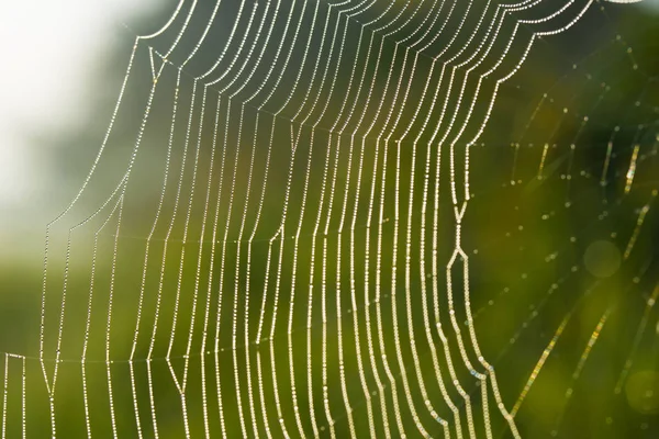 Teia de aranha coberta com orvalho cai foco seletivo — Fotografia de Stock