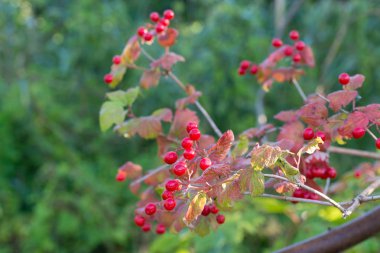 Viburnum opulus guelder-gül veya guelder gül kırmızı çilek