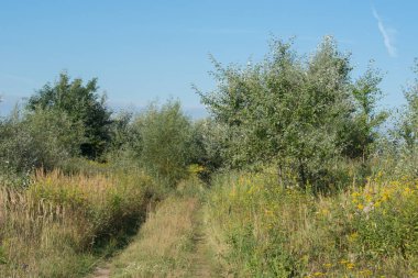 Polonya'da çayır ve çalılık ile yaz manzara 