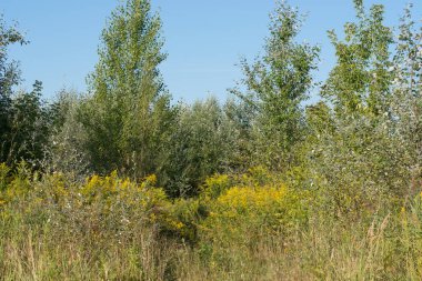 Polonya'da çayır ve çalılık ile yaz manzara 