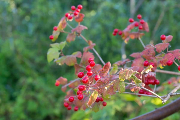 Viburnum opulus guelder-rose o guelder rose bacche rosse — Foto Stock