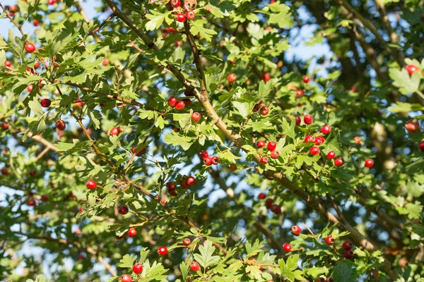 Crataegus, galagonya, quickthor piros bogyók ágak kék s — Stock Fotó