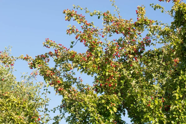 Cratégus, aubépine, baies rouges vif sur les branches sur bleu s — Photo