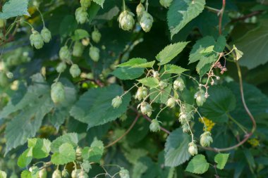 Humulus lupulus ommon hop, dal üzerinde konileri hops