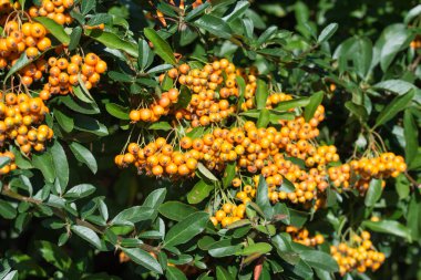 Pyracantha coccinea, kızıl diken meyveleri