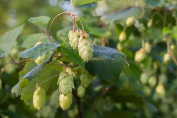 Humulus lupulus ommon hop, coni di luppolo sul ramoscello — Foto Stock