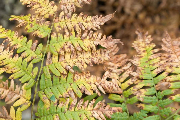 Oranje herfst Fern verlaat close-up — Stockfoto