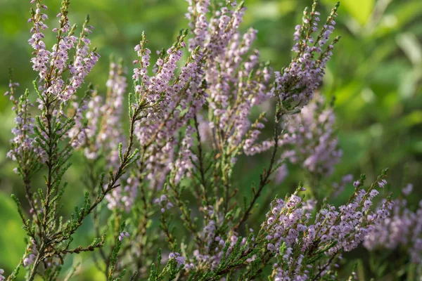 Heather flowers in forest closeup — Stock Photo, Image