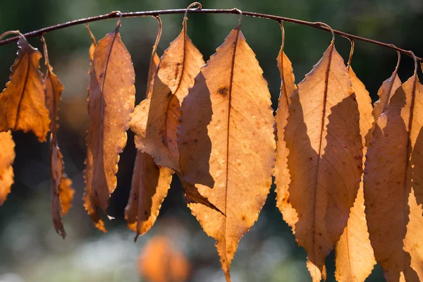 Narancs őszi Prunus padus levelek Vértes — Stock Fotó