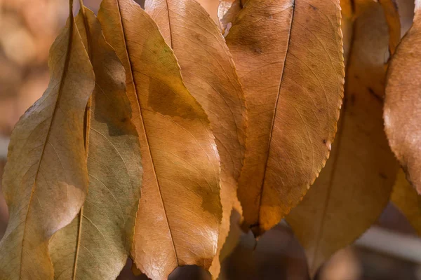 Laranja outono prunus padus folhas closeup — Fotografia de Stock