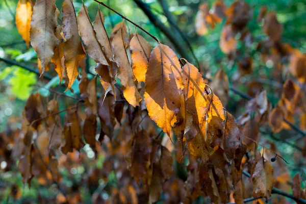 Orange Herbst Prunus Padus Blätter Nahaufnahme — Stockfoto