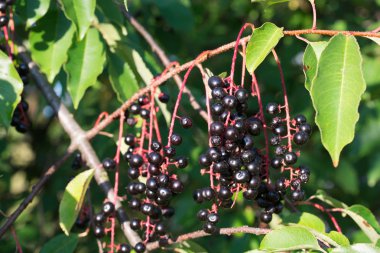 dal üzerinde prunus padus çilek