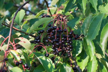 dal üzerinde prunus padus çilek