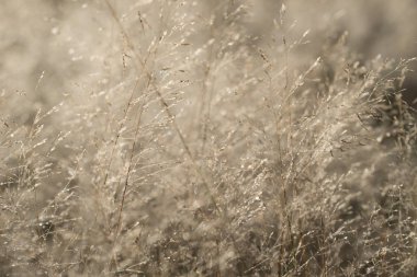 sabah çiy arka plan ile kuru çim 