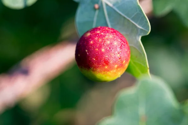 Hoja de roble con broche de hiel —  Fotos de Stock