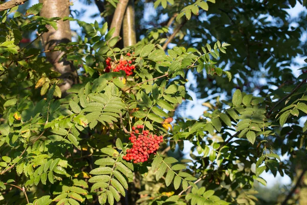 Bagas rowan em ramos no céu azul — Fotografia de Stock