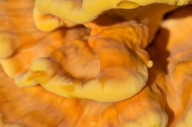 ağaçta portakal mantarı - laetiporus sulphureus, kükürt raf 
