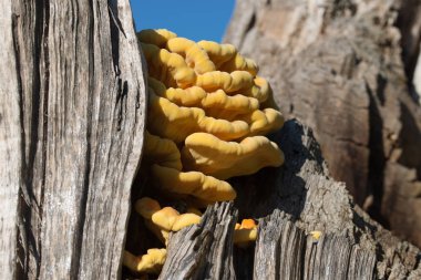 ağaçta portakal mantarı - laetiporus sulphureus, kükürt raf 