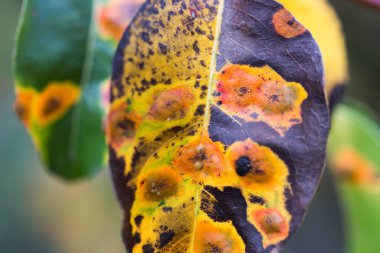 turuncu sonbahar yaprağı seçici odak 