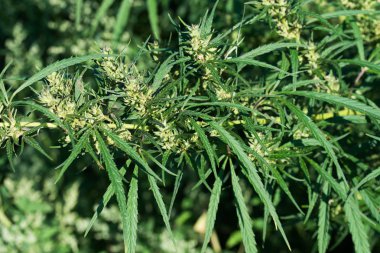 Esrar, ortak kenevir yaprakları ve çiçekleri 