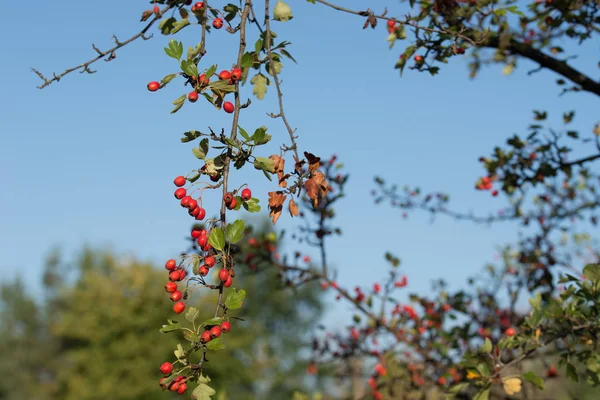 Cratégus, aubépine, baies rouges d'épine vive sur la branche — Photo