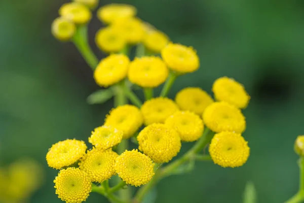 Tansy (Tanacetum vulgare) flores amarillas macro — Foto de Stock