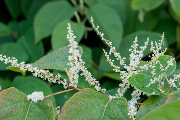 Reynoutria white flowers and leaves — Stock Photo, Image